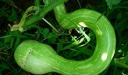 吃货主播蛇瓜,吃货主播带你领略独特风味