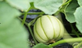 最新吃瓜资源,揭秘明星背后的惊人真相！