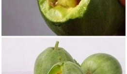 绿宝瓜孕妇可以吃吗