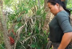 李海棠野外吃瓜,野外生活乐趣无限