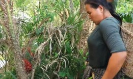 李海棠野外吃瓜,野外生活乐趣无限