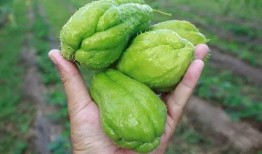 怀孕可以吃兰瓜,兰瓜助力健康孕育