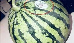 网红吃餐具的瓜