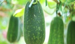 吃瓜不可错过小号,吃瓜不可错过的小号大揭秘