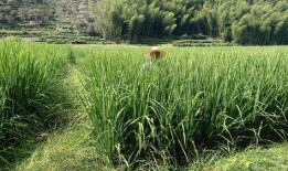 丽水公务员吃瓜