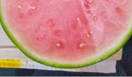 老外吃中国瓜,老外品尝中国瓜的独特体验